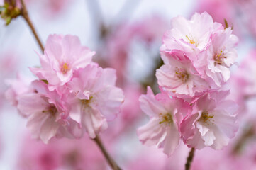 Japanese cherry Blossom (Sakura tree) spring season or hanabi season in japan, outdoor pastel color background