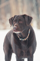 Chocolate Lab with intense stare, standing in a field of snow.