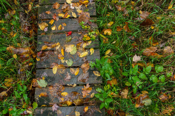 Wet leaves cover a wooden footpath passing through lush, green grass.