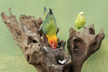 A lovebird (Agapornis fischeri) is fighting for food with a parakeet (Melopsittacus undulatus) on a dry tree trunk. Both types of parrots feed mainly on seeds.