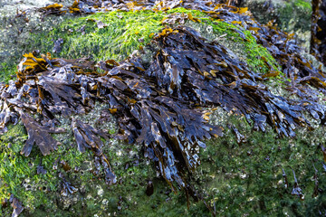 Seaweed on coastal rocks © Philip