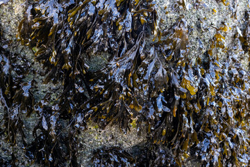 Seaweed on coastal rocks