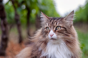 Close-up of Norwegian Forest Cat outdoors. attentive and cunning look