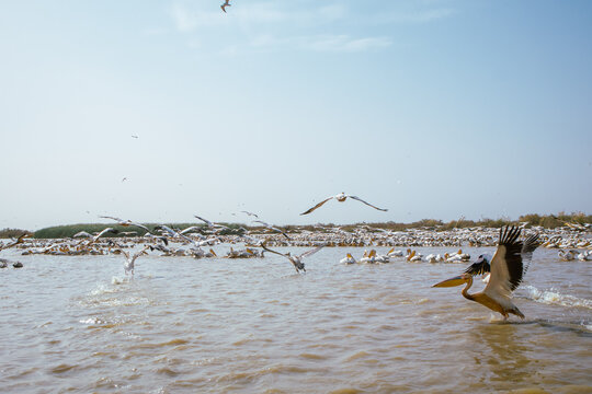 Large amount of Pelicans sitting about in djoudj national park in northern senegal. Famous park with a lot of different birds having fun