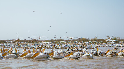 Large amount of Pelicans sitting about in djoudj national park in northern senegal. Famous park...