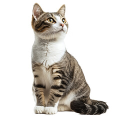 Adorable Cat Isolated on Transparent Background, Perfect for Design Projects    © SHAMPIXIO