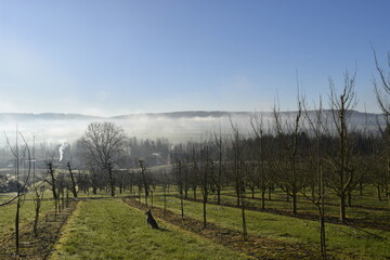 Obraz premium Winter frosty sunny day in the orchard. frosty haze. fruit garden in Germany