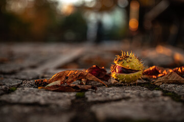 autumn leaves on the ground