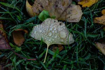 Morgentau auf dem herbstlichen Gartenboden