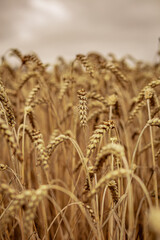 golden wheat field in summer