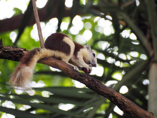 Squirrel sitting on tree looking for food on branch. Squirrel on tree branch and blurred natural background. The sunlight shines on the torso and brown fur. Has a beautiful long, bushy tail.

