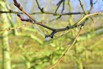 Winter frosty sunny day in the orchard. frosty haze. fruit garden  in Germany