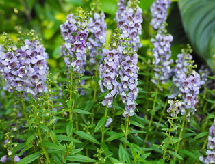Little Turtle Flower is blooming all over the garden. Thai Forget-me-not  or Angelonia goyazensis Benth. The flowers are shallow cup-shaped with purple petals and white spots on the lower petals.
