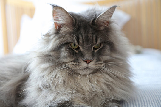 Portrait of a young blue tabby Maine Coon, Derbyshire England
 - Powered by Adobe