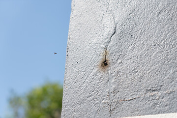 Dwarf bee hive on the cracked cement wall.