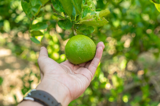 A lime hanging from a lemon tree with a hand supporting it below.