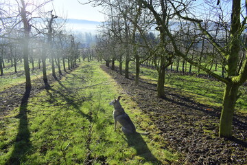 Obraz premium Winter frosty sunny day in the orchard. frosty haze. fruit garden in Germany