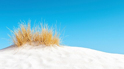 Blades of grass on a sandy dune under a clear blue sky in a desert landscape