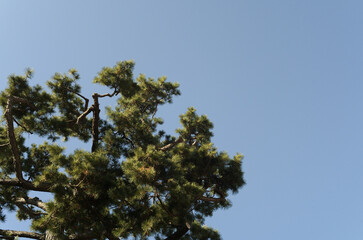 pine branches against sky