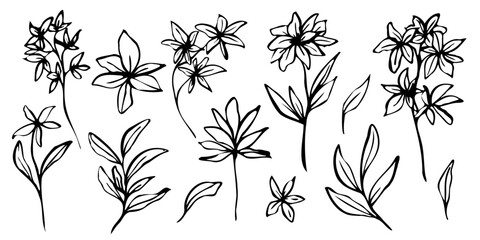 Minimalistic vector botanical illustration. hand drawn flowers and leaves in brawn outlines. line art and silhouettes, emphasizing natural, organic beauty in a modern style