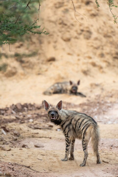 Striped hyena or hyaena hyaena pair or family portrait on forest track with road block during outdoor jungle safari at ranthambore national park tiger reserve rajasthan india asia