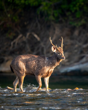 wild male sambar deer or rusa unicolor side profile walking in fast flowing ramganga river water in winter morning light at dhikala zone of jim corbett national park forest reserve uttarakhand india