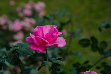 pink rose flower blossom in the garden