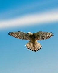 Raptors soar across the sky at high speed. 