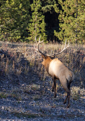 Bull Elk During the Rut in Wyoming in Autumn