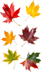 Fototapeta premium Colorful maple leaves representing the transition from summer to autumn, isolated on a transparent background