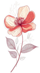 Obraz premium Pink flower blossom, delicate translucent petals unfolding gracefully against pure white backdrop, showcasing botanical elegance and natural softness