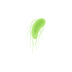 Salmonella Typhi illustration