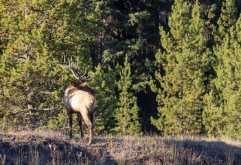 Bull Elk During the Rut in Wyoming in Autumn