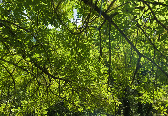 beautiful view inside the thick green foliage of a tree with lights and shadows