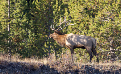 Bull Elk During the Rut in Wyoming in Autumn
