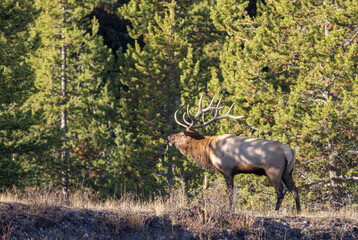 Bull Elk During the Rut in Wyoming in Autumn
