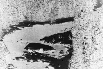 snow in the forest along the river in black and white film negative