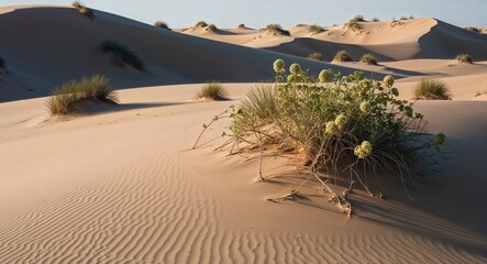 Sand dunes with scattered desert flora proving life can thrive in harsh conditions