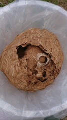 1889)An active Japanese yellow hornet nest that was retrieved from deep inside the attic(Photo taken at 12:39 on august 4, 2017)