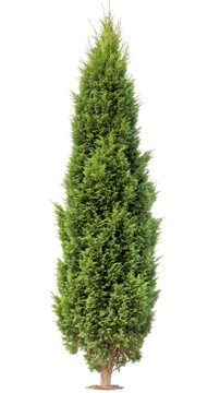 Green Italian cypress standing tall with clean silhouette, providing design-ready tree element for architectural rendering against transparent backdrop