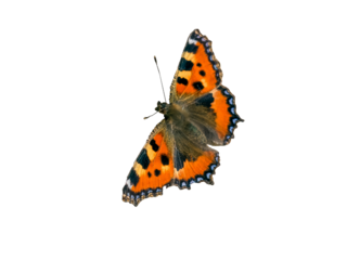 black orange butterfly isolated on transparent background