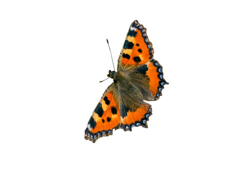 black orange butterfly isolated on transparent background