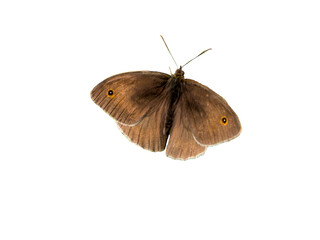 Obraz premium Maniola jurtina butterfly isolated on transparent background