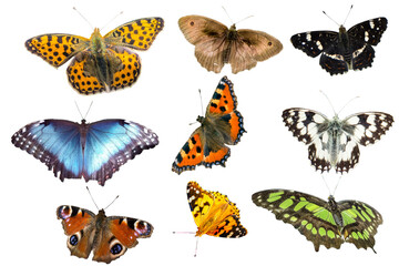 set of butterflies isolated on transparent background