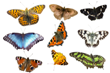 set of butterflies isolated on transparent background