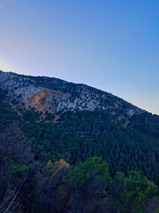 Witness the remarkable resilience of nature in this striking scene of a lush pine forest, where the vibrant green canopy stands strong against the backdrop the sky.