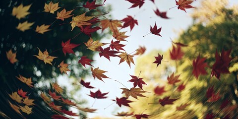 The wind is blowing maple leaves in the autumn.