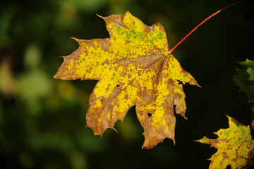 Autumn leaves, golden, beautiful background.