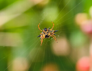 spider in a web on a blurred natural green background