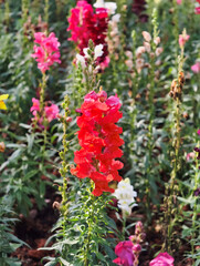 Close up to the beautiful fresh blooming flowers in the farm